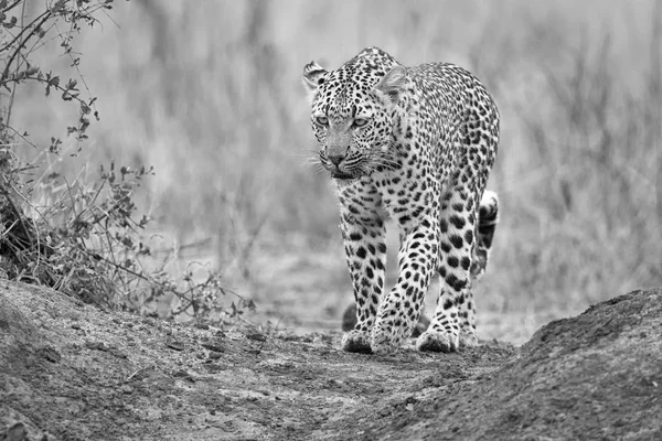 Einsamer Leopardenspaziergang und Jagd in der Natur — Stockfoto
