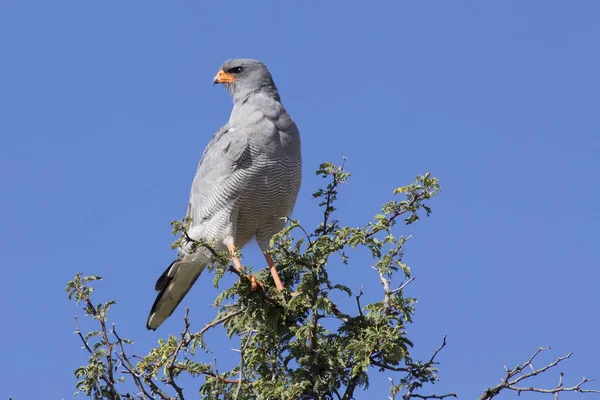 Male Pale Chanting Goshawk sitting in a tree against blue Kalaha — Stock Photo, Image