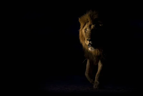 Silueta de un macho león adulto con crin enorme caminando en la oscuridad — Foto de Stock