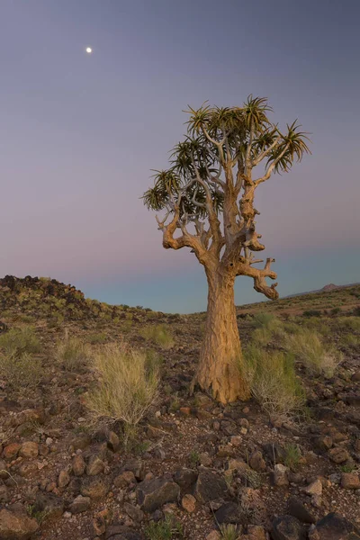 Paisaje de un árbol de carcaj con cielo pastel y luna en seco deser — Foto de Stock