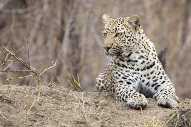 Doğada bir karınca yuvası üzerinde gündüz dinlenmek için yalnız leopar uzan