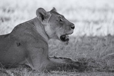 Sanatsal bir dönüşüm yumuşak Kalahari kum üzerinde dinlenmek için uzanarak bir dişi aslan Close-Up
