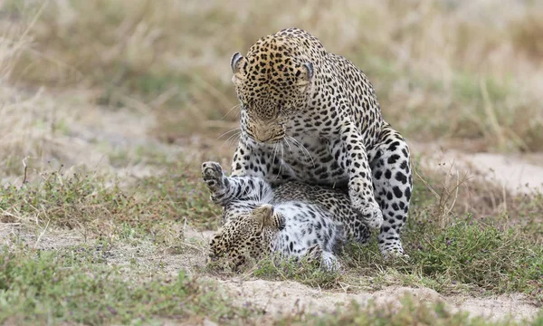 Mujer Leopardo Bofetadas Macho Mientras Apareamiento Corto Hierba Naturaleza —  Fotos de Stock