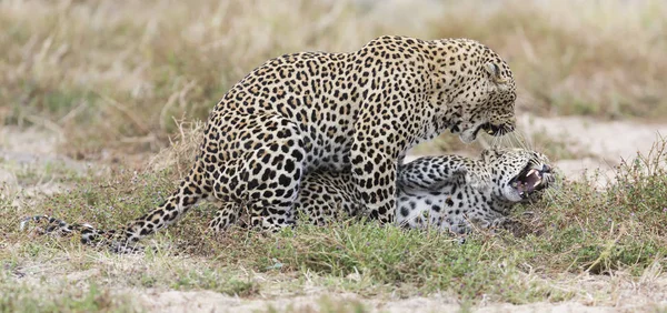 Leopardenmännchen Beißt Weibchen Bei Der Paarung Gras Der Natur — Stockfoto