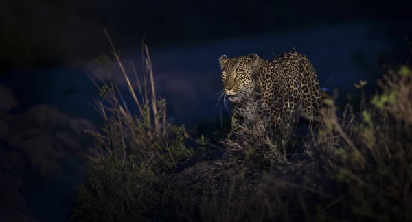 Leopardo Solitário Caminhando Escuridão Para Caçar Comida Natureza — Fotografia de Stock