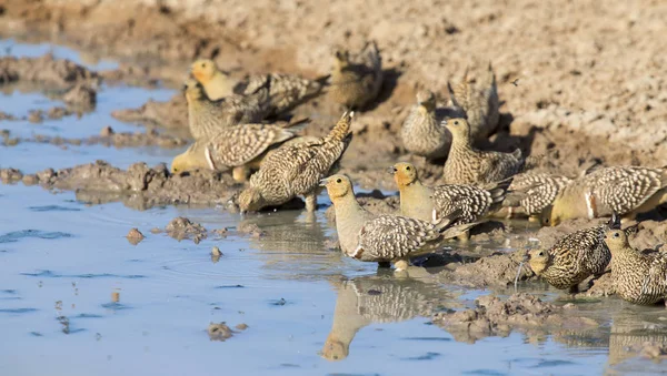 Flock Namaqua Sandgrouse Drinks Water Waterhole Kalahari Desert — Stock Photo, Image
