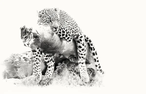 Leopardí Položenou Padlý Strom Protokolu Odpočinku Lovu Umělecké Konverze — Stock fotografie