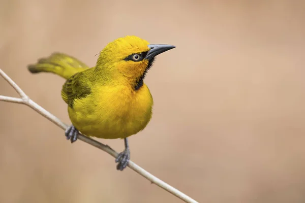 Spectacled Weaver Perch Balance Thin Branch — Stock Photo, Image