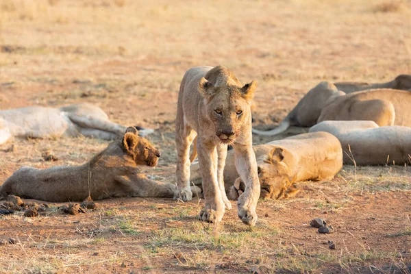 Einsame Löwin auf Nahrungssuche durch trockenes braunes Gras — Stockfoto