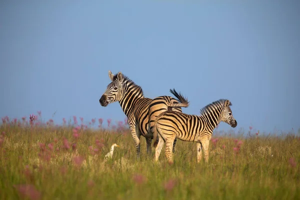 Zebra mare and foal walking away over a ridge with an egret — Stock Photo, Image