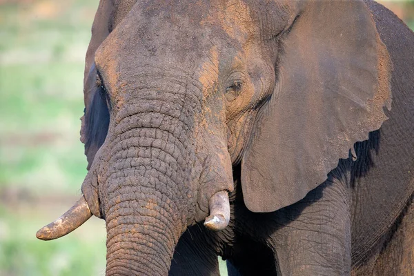 Toro elefante enorme solitario che cammina attraverso il cespuglio — Foto Stock