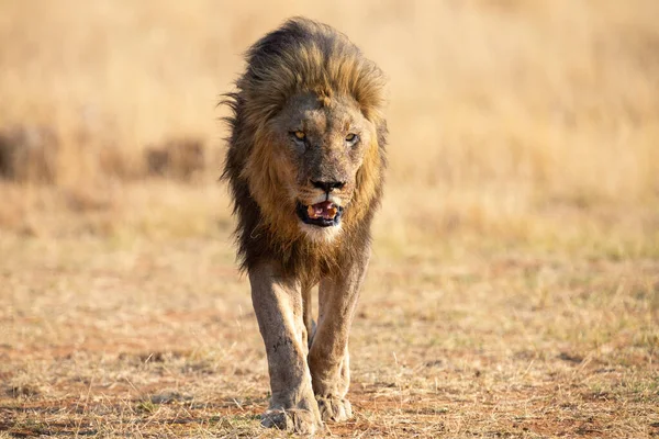 León solitario macho caminando a través de hierba marrón seca caza de comida —  Fotos de Stock