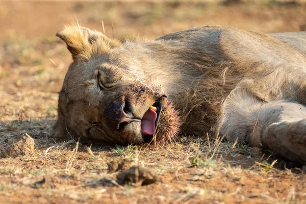 Молодая львица, лежащая в тени, отдыхает после кормления — стоковое фото