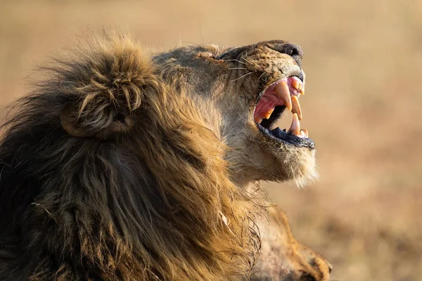 Lion male with a huge mane and long teeth yawn with after eating — Stock Photo, Image