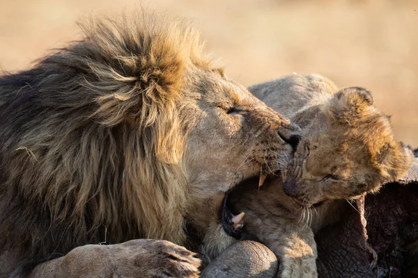 Лев мужчина с огромной гривой играть со своим детенышем на тушу — стоковое фото