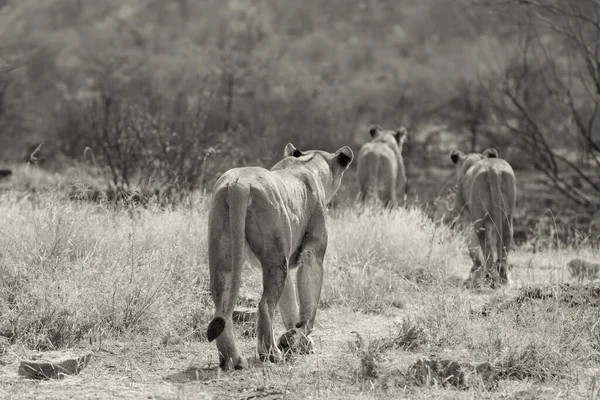 Três leoas caminhando através de caça grama marrom seco para ar comida — Fotografia de Stock