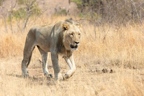 Одинокий самец льва ходит по сухой коричневой траве в поисках пищи — стоковое фото