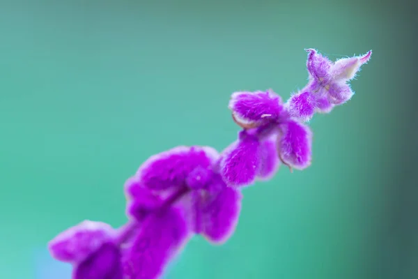 Macro of small purple wild flowers at sunset with backlighting — Stock Photo, Image