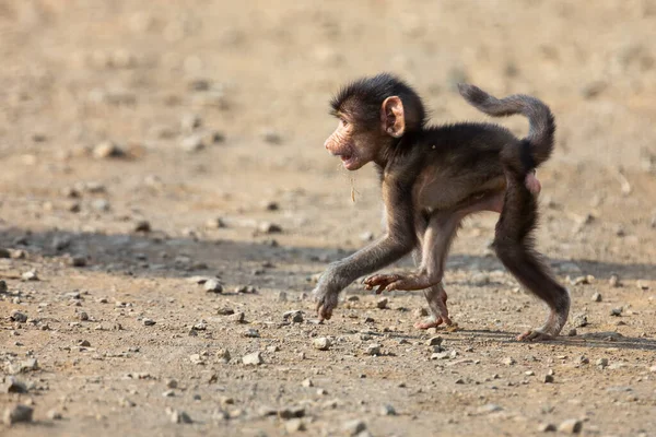 Baboon μωρό με μεγάλα κόκκινα αυτιά περπατώντας μόνο πάνω από ένα ξέφωτο — Φωτογραφία Αρχείου