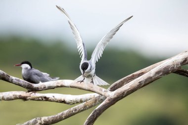 Kanatları yayılmış dal üzerinde uçuş iniş bıyıklı tern