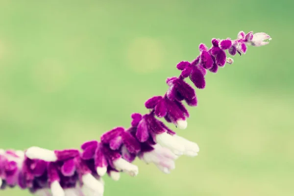 Makro malých fialových divokých květin při západu slunce a podsvícení — Stock fotografie