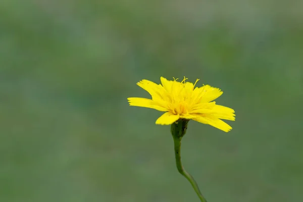 Doğada küçük sarı kır çiçekleri ve ince detaylar. — Stok fotoğraf