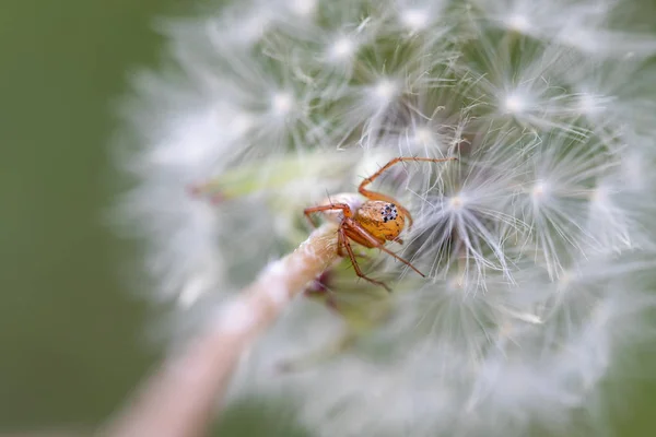 Macro of a dandelion head with a small spider on artistic green — Stock Photo, Image