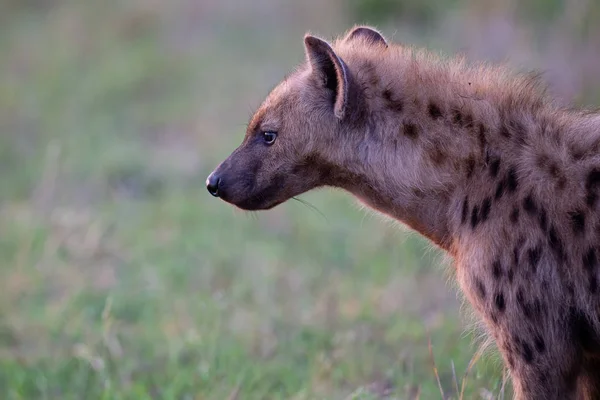 Lone hyena portret wandelen langs gras op zoek naar prooi — Stockfoto