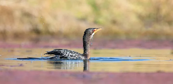 Single Reed Cormorant catch a fish a pond ready to swallow — Stock Photo, Image