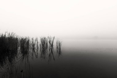 Sisli bir sabahta, durgun suda sazlıklar olan bir baraj manzarası.