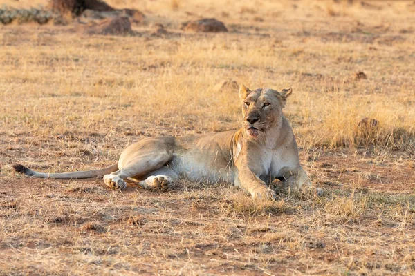 Joven leona tumbada en la sombra para descansar después de alimentarse —  Fotos de Stock