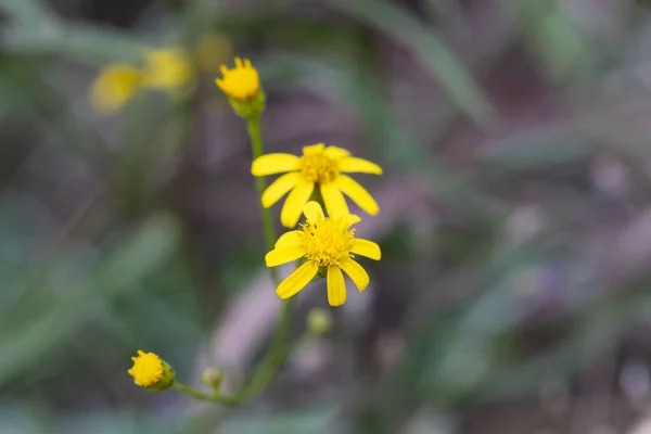 Макро маленьких желтых полевых цветков в природе с мелкими деталями — стоковое фото