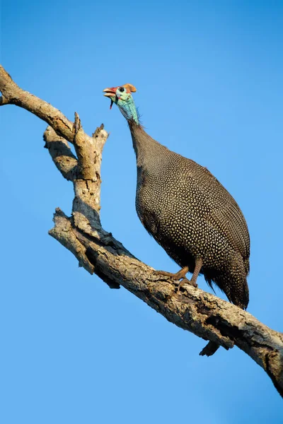 Large Guineafowl sitting high up in a dead tree with bright blue — Stock Photo, Image
