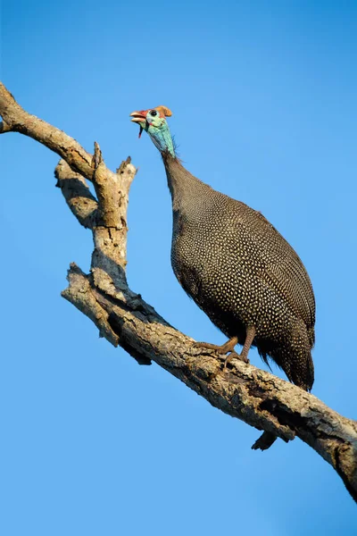 Guineafowl grande sentado en lo alto de un árbol muerto con azul brillante — Foto de Stock