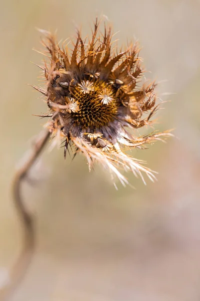 Macro de sementes de flores silvestres marrons com detalhe e textura — Fotografia de Stock