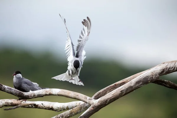 Whiskered tern in flight landing on branch with wings spread — Stock Photo, Image