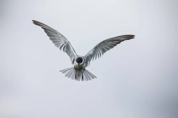 Whiskered tern in flight on cloudy day with spread wings artisti — Stock Photo, Image