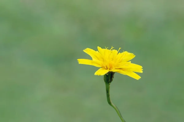 Doğada küçük sarı kır çiçekleri ve ince detaylar. — Stok fotoğraf