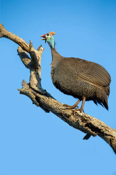 Large Guineafowl sitting high up in a dead tree with bright blue — Stock Photo, Image