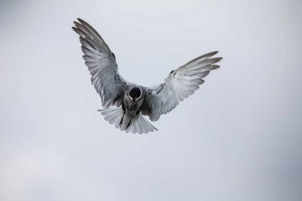 Tern Whiskered em voo em dia nublado com asas espalhadas artisti — Fotografia de Stock