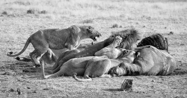 Fierté Des Lions Mangeant Sur Une Carcasse Sur Une Plaine — Photo