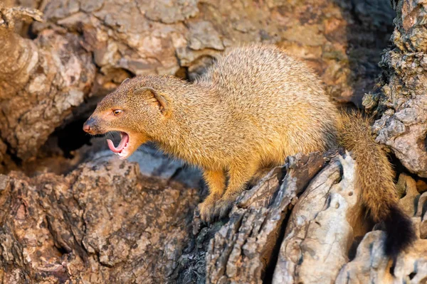 Bébé Mangouste Jaune Assis Dans Arbre Mort Matin Soleil Avec — Photo