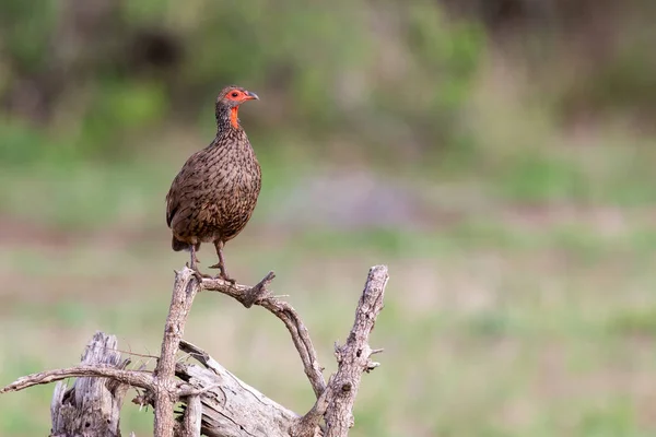 Francolin Sitting Low Dead Tree Morning Sun Green Background — Stock Photo, Image