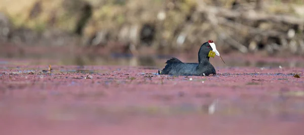 One Red Knobbed Coot Looking Fish Chicks Its Nest — Stock Photo, Image