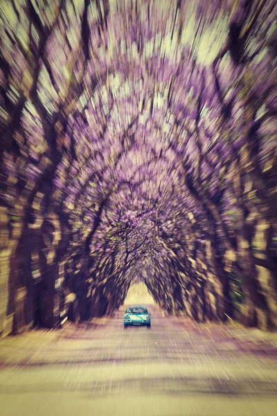 Árboles Jacaranda Azules Flor Con Efecto Distorsión Del Movimiento Lente — Foto de Stock