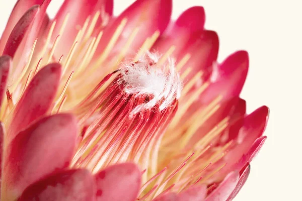 Close Uma Flor Protea Isolada Fundo Branco — Fotografia de Stock