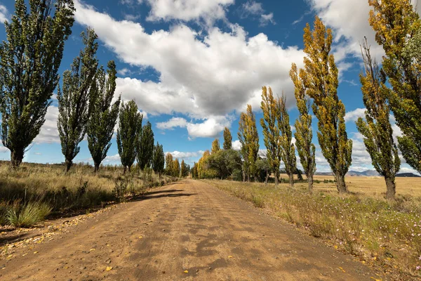茶色の未舗装道路の側面に並ぶ紅葉ポプラの木の行 — ストック写真