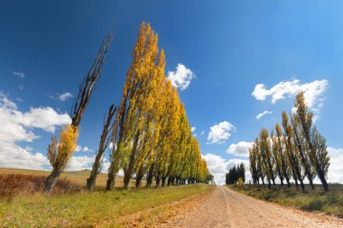 Sonbahar renklerinde kavak ağaçları Broown toprak yolunun kenarında sıralanır