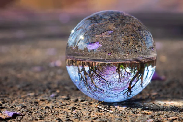 Landscape Blue Jacaranda Trees Full Bloom Lens Ball — Stock Photo, Image