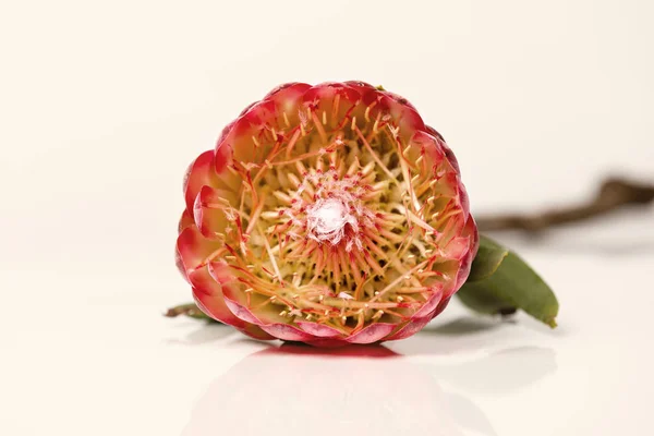 Närbild Protea Blomma Isolerad Vit Bakgrund — Stockfoto